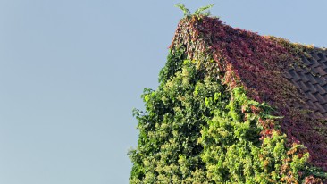 Kletterhortensie (Hydrangea petiolaris) – Pflegen, Scheiden und Vermehren