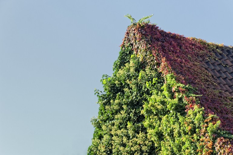 Kletterhortensie (Hydrangea petiolaris) – Pflegen, Scheiden und Vermehren