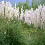 Pampasgras, Amerikanisches Pampasgras oder Silber-Pampasgras (Cortaderia selloana) – kaufen, anpflanzen und pflegen