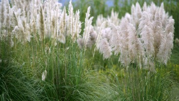 Pampasgras, Amerikanisches Pampasgras oder Silber-Pampasgras (Cortaderia selloana)