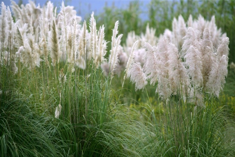 Pampasgras, Amerikanisches Pampasgras oder Silber-Pampasgras (Cortaderia selloana)