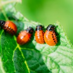 Schädlinge im Garten bekämpfen - natürlich und schonend