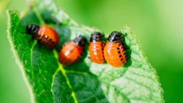 Schädlinge im Garten bekämpfen – natürlich und schonend