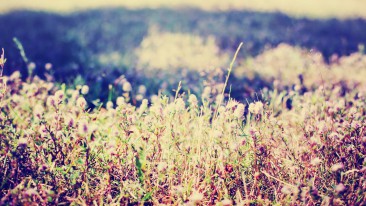 Sommerhitze: An diesen Stellen leidet der Garten