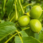 Walnussbaum (Juglans regia) - Pflanzen, Schneiden und Pflege