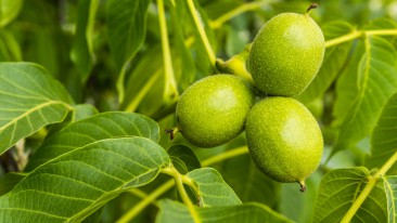 Walnussbaum (Juglans regia) – Pflanzen, Schneiden und Pflege