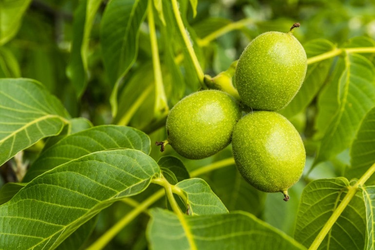 Walnussbaum (Juglans regia) – Pflanzen, Schneiden und Pflege