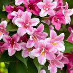 Weigelie (Weigela) - Standort, Pflege und Schnitt