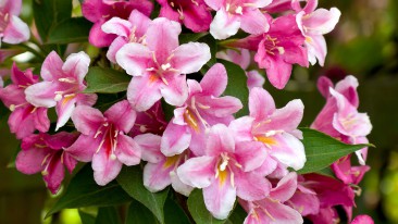 Weigelie (Weigela) – Standort, Pflege und Schnitt