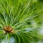 Zyperngras, Zypergras oder Wasserpalme (Cyperus) – pflanzen, pflegen und nutzen