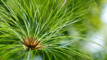 Zyperngras (Cyperus) – pflanzen, pflegen und nutzen