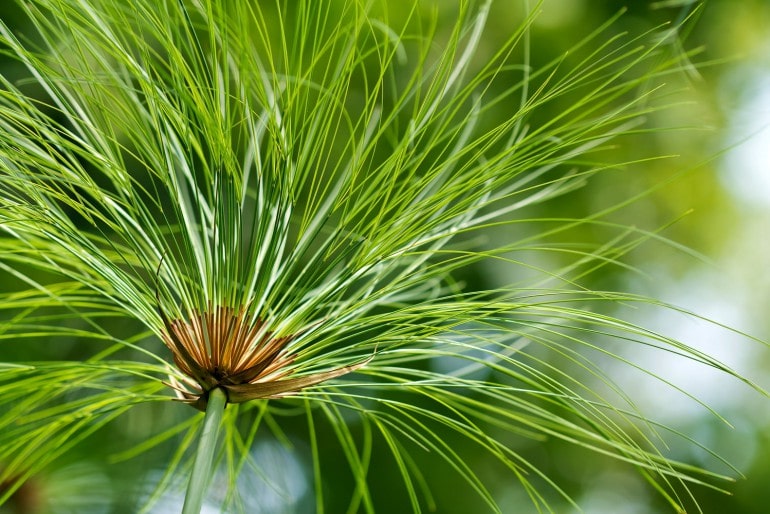 Zyperngras (Cyperus) – pflanzen, pflegen und nutzen