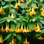 Engelstrompete (Brugmansia) - Pflege, Schneiden und Überwintern