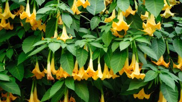 Engelstrompete (Brugmansia) – Pflege, Schneiden und Überwintern