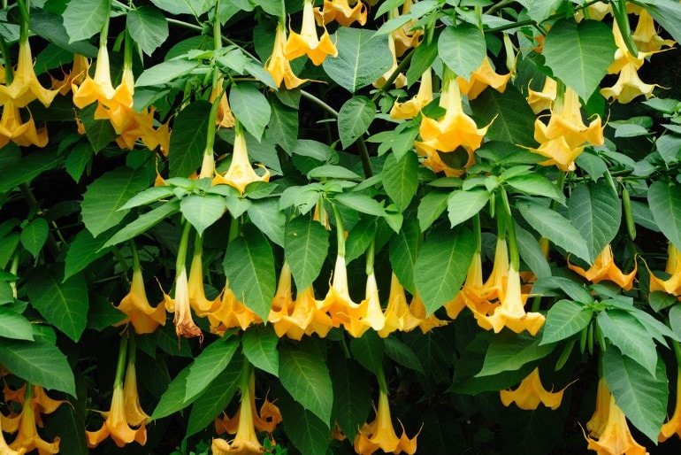 Engelstrompete (Brugmansia) – Pflege, Schneiden und Überwintern