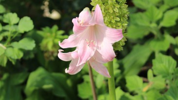 Die gefährlichsten Giftpflanzen im Garten