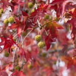 Amberbaum oder Seesternbaum (Liquidambar) – bestaunen, pflegen und vermehren