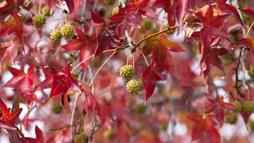 Amberbaum oder Seesternbaum (Liquidambar) – bestaunen, pflegen und vermehren