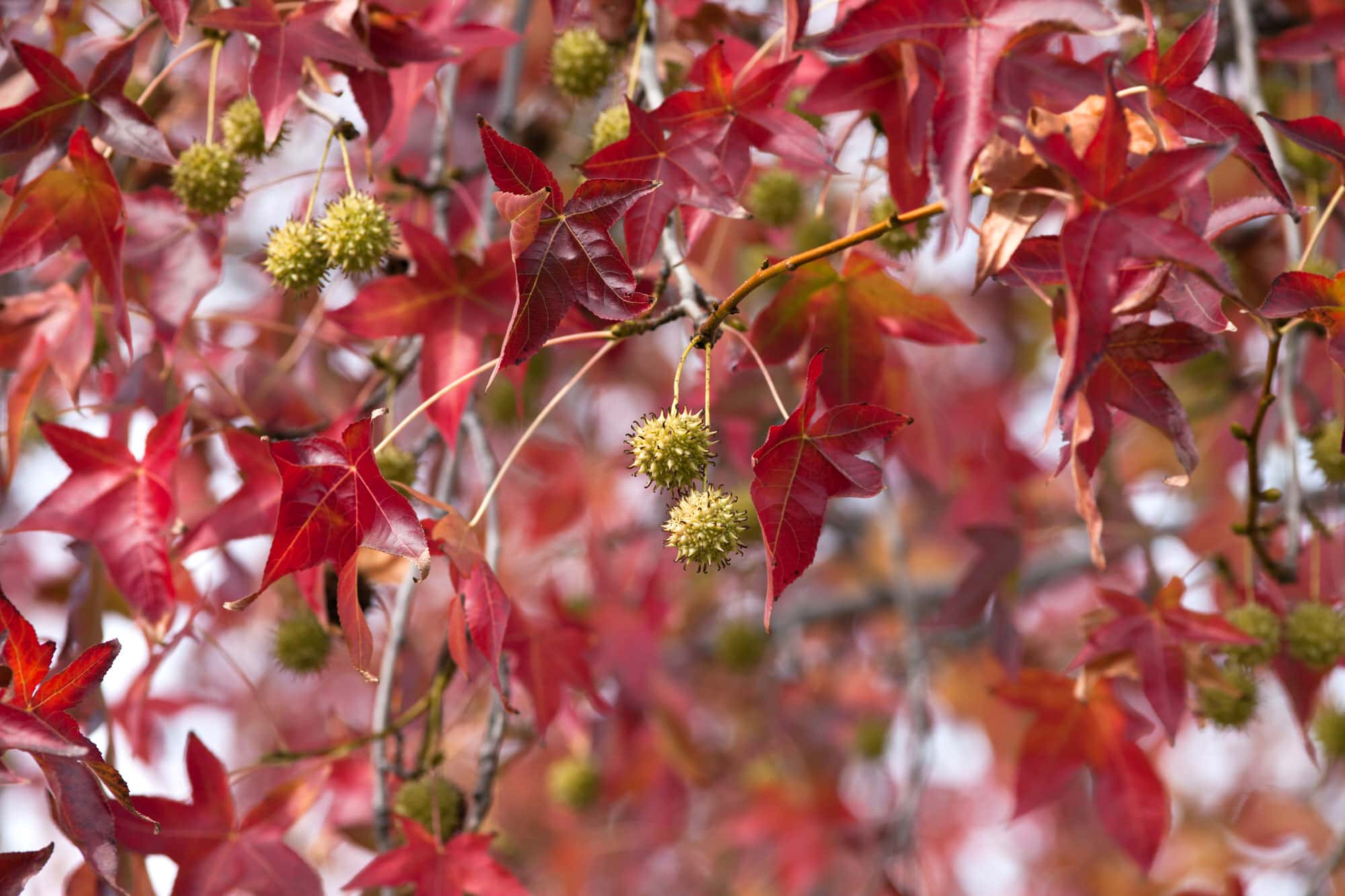 Amberbaum oder Seesternbaum (Liquidambar) bestaunen