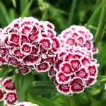 Bartnelken (Dianthus barbatus) - Aussaat, Pflanzen und Pflege