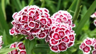 Bartnelken (Dianthus barbatus) – Aussaat, Pflanzen und Pflege