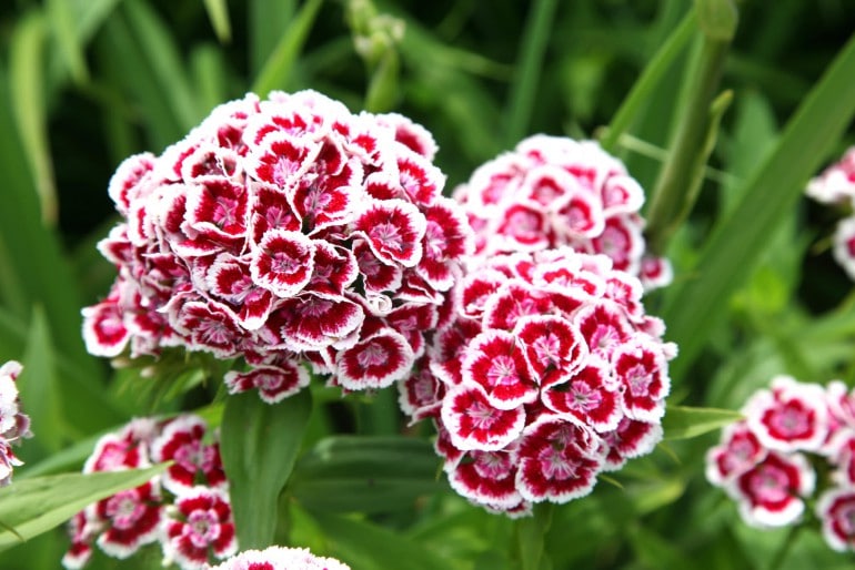 Bartnelken (Dianthus barbatus) – Aussaat, Pflanzen und Pflege