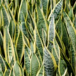 Bogenhanf (Sansevieria) - Pflegen, Vermehren und Überwintern