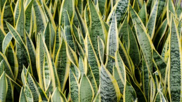 Bogenhanf (Sansevieria) – Pflegen, Vermehren und Überwintern