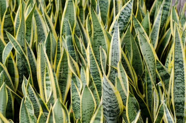 Bogenhanf (Sansevieria) - Pflegen, Vermehren und Überwintern