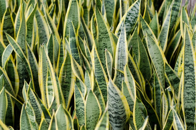 Bogenhanf (Sansevieria) – Pflegen, Vermehren und Überwintern