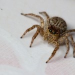Spinnen bekämpfen: Die besten Tipps gegen Spinnen im Haus