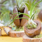 Tillandsien (Tillandsia) - Pflege, Aufbinden und Überwintern