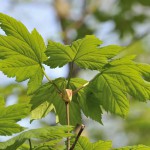 Bergahorn (Acer pseudoplatanus) - Pflanzen, Schneiden und Pflege