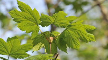 Berg-Ahorn (Acer pseudoplatanus) – Pflanzen, Schneiden und Pflege