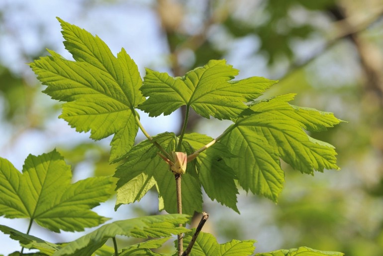 Berg-Ahorn (Acer pseudoplatanus) – Pflanzen, Schneiden und Pflege