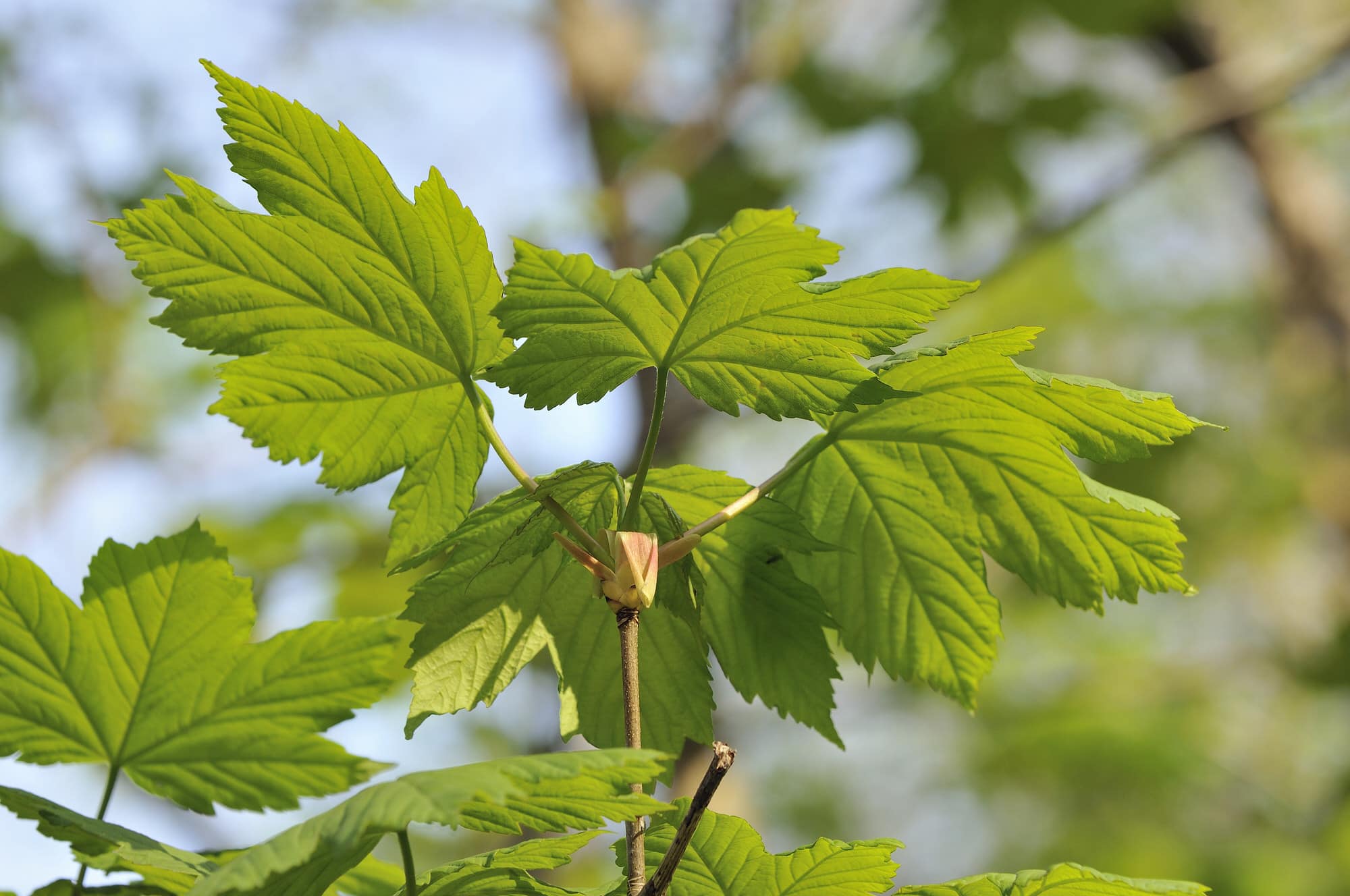 BergAhorn (Acer pseudoplatanus) Pflanzen, Schneiden und