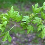 Feldahorn (Acer campestre) - Standort, Einpflanzen und Pflegen