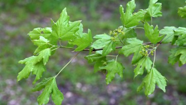 Feldahorn (Acer campestre) – Standort, Einpflanzen und Pflegen