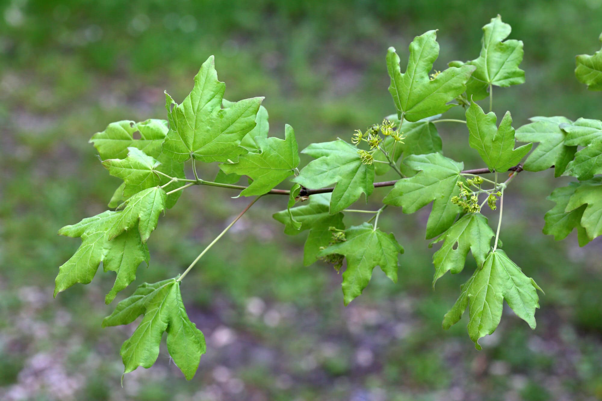 Feldahorn (Acer campestre) Standort, Einpflanzen und Pflegen