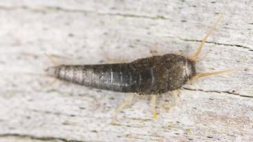 Silberfische (Lepisma saccharina) -beseitigen und dauerhaft vermeiden