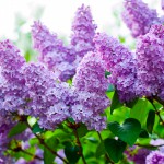 Flieder (Syringa)