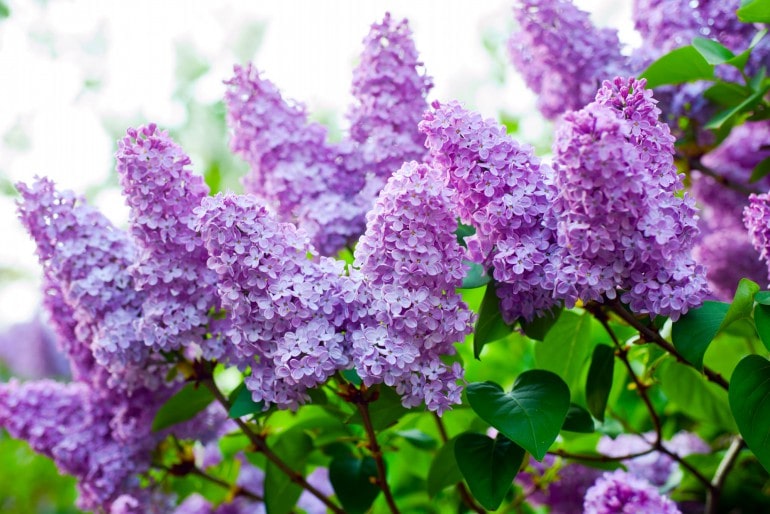 Flieder (Syringa) – pflanzen und pflegen