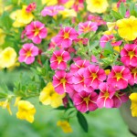 Petunien oder Garten-Petunie (Petunia) – erblühen lassen und pflegen