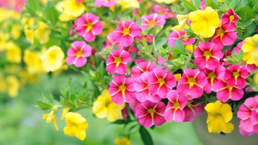 Petunien oder Garten-Petunie (Petunia) – erblühen lassen und pflegen