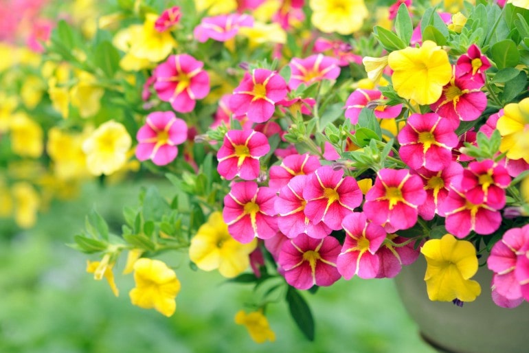 Petunien oder Garten-Petunie (Petunia) – erblühen lassen und pflegen