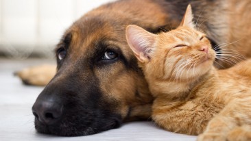 Umzug mit Hund und Katze: Tipps für einen reibungslosen Ablauf