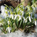 Schneeglöckchen (Galanthus) - Pflanzen, Standort und Pflege