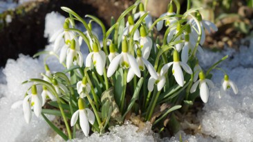 Schneeglöckchen (Galanthus) – Pflanzen, Standort und Pflege