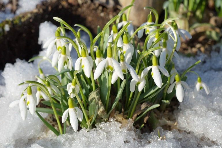 Schneeglöckchen (Galanthus) – Pflanzen, Standort und Pflege