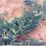 Afrikanische Teufelskralle oder Trampelklette (Harpagophytum procumbens) - kaufen, pflanzen und damit heilen